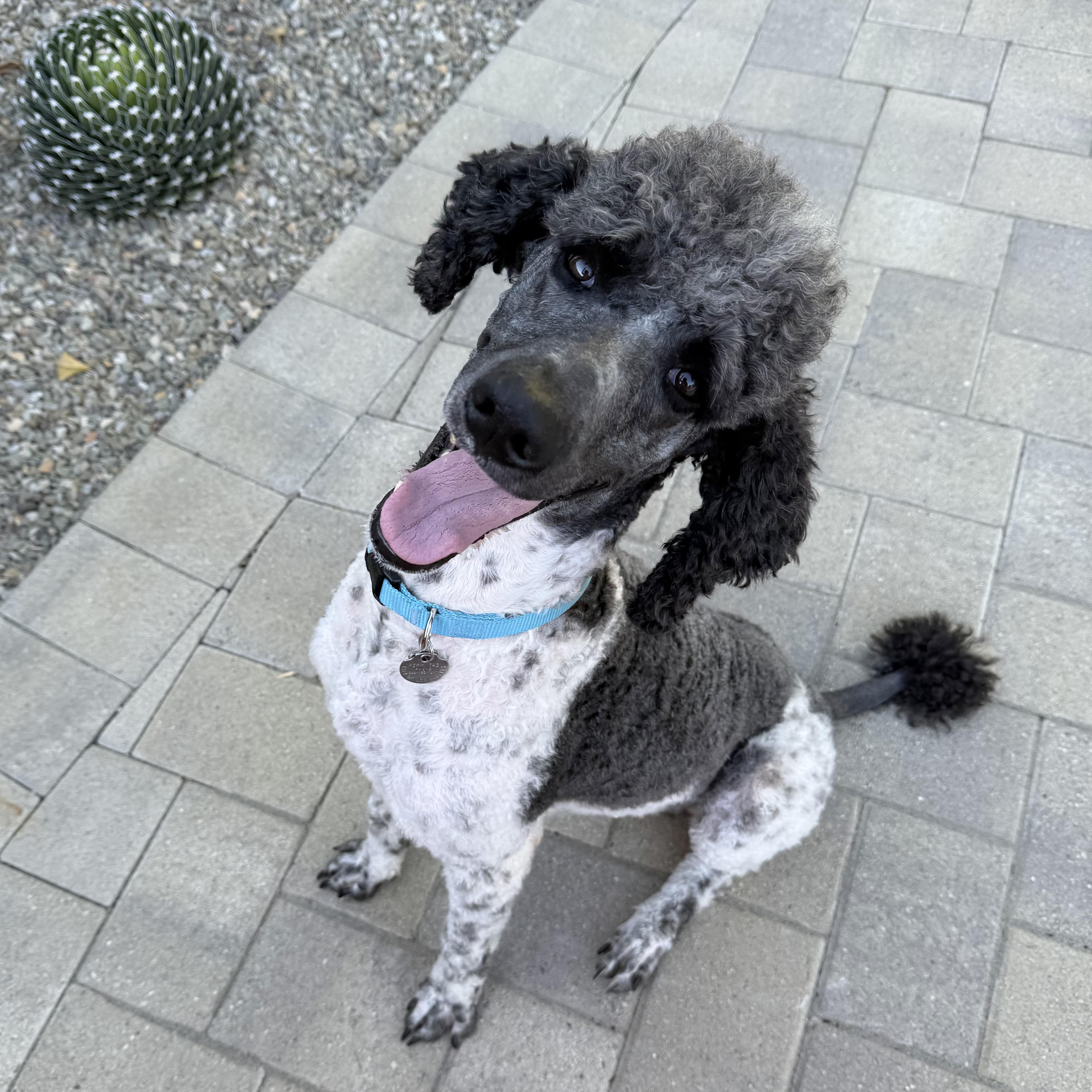 Brandon, a Adoptable Standard Poodle in Torrance, CA image 2/5