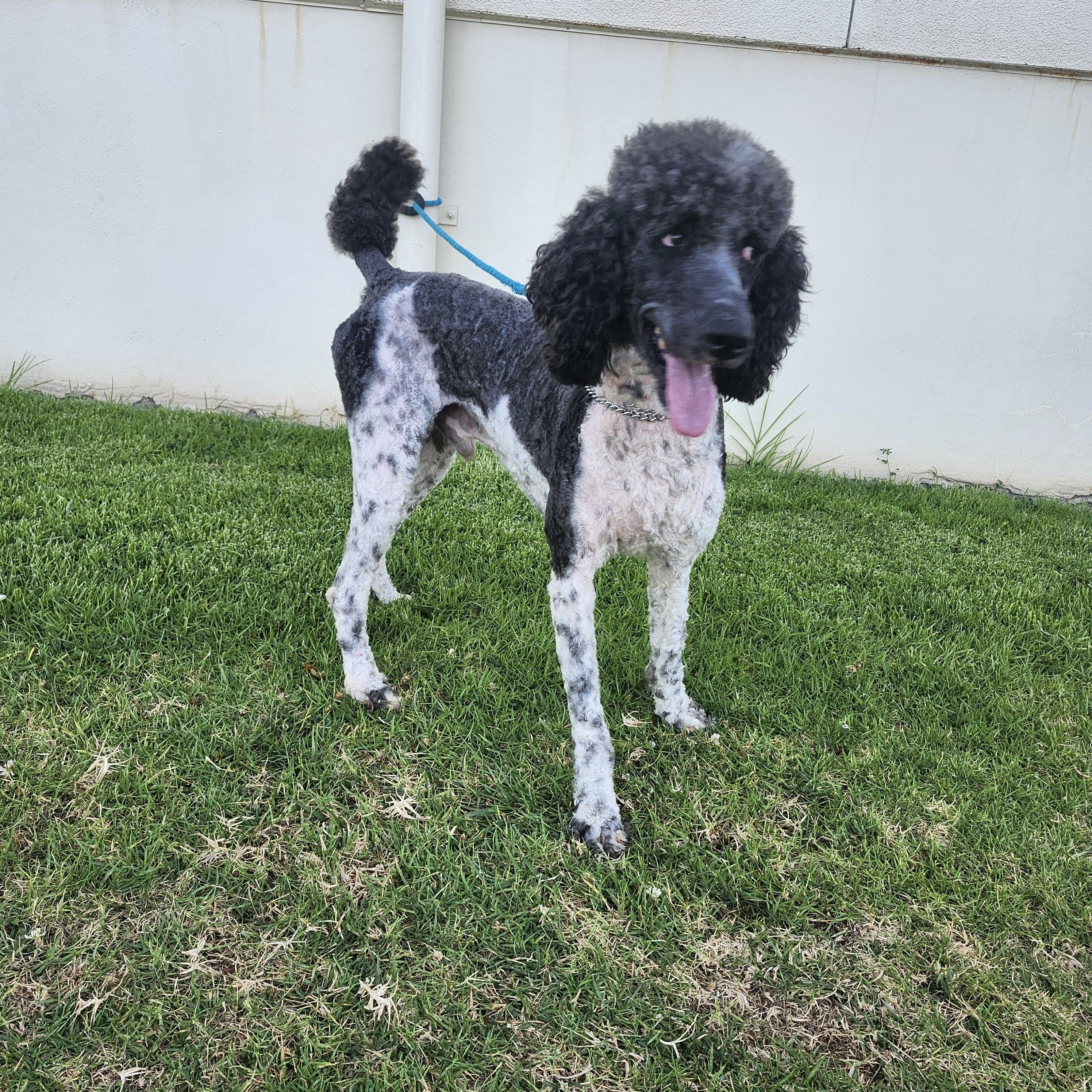 Brandon, a Adoptable Standard Poodle in Torrance, CA image 1/5