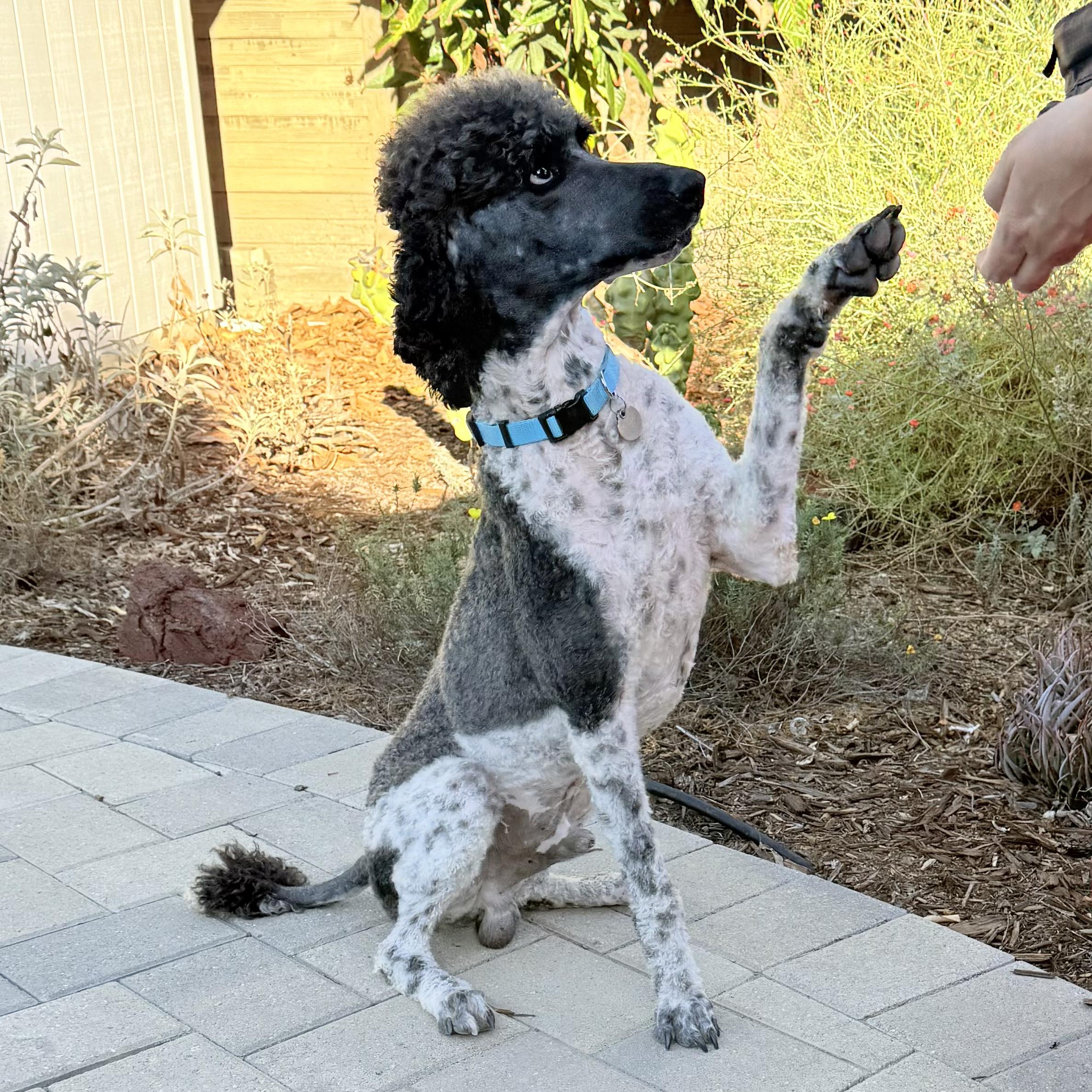 Brandon, a Adoptable Standard Poodle in Torrance, CA image 3/5