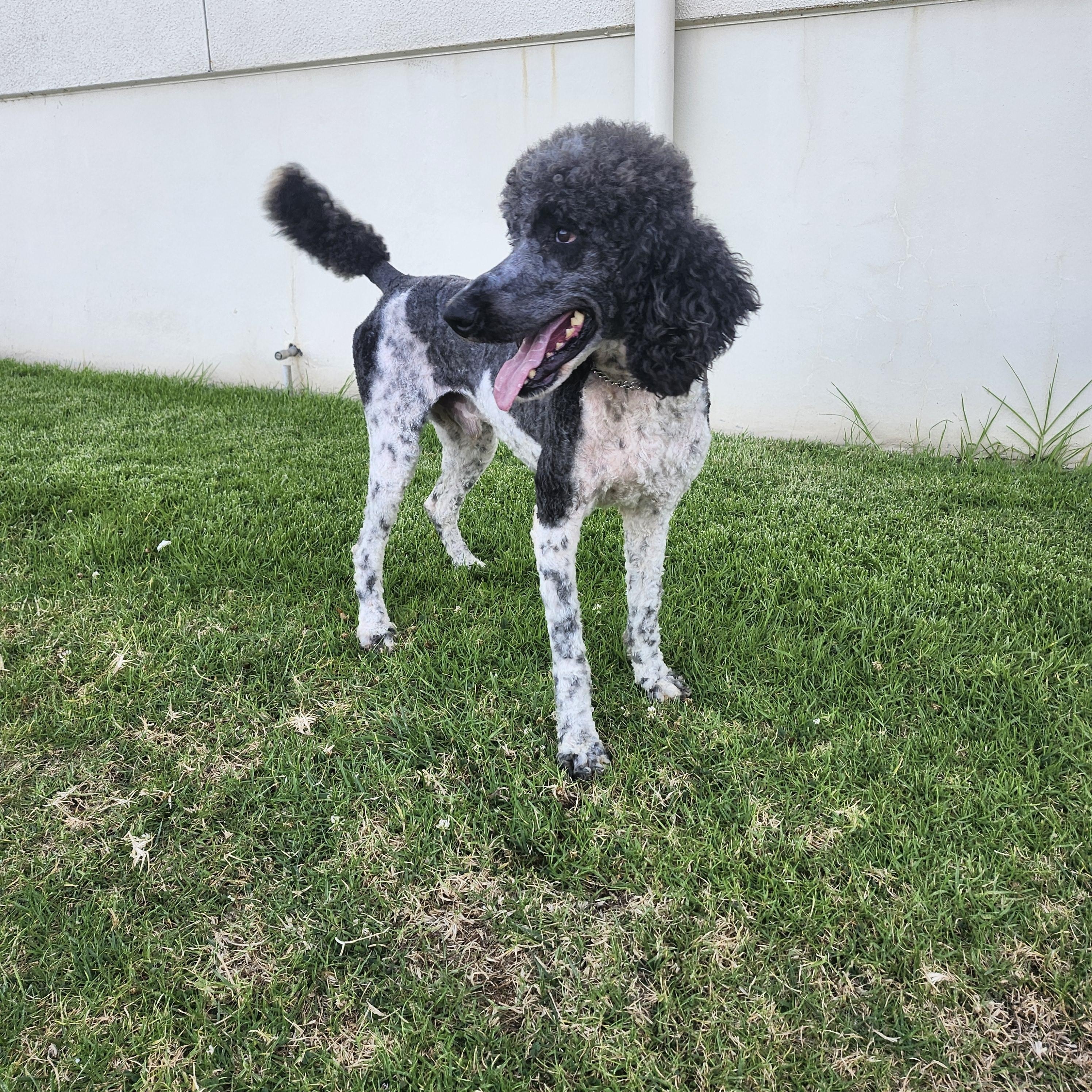 Brandon, a Adoptable Standard Poodle in Torrance, CA image 5/5
