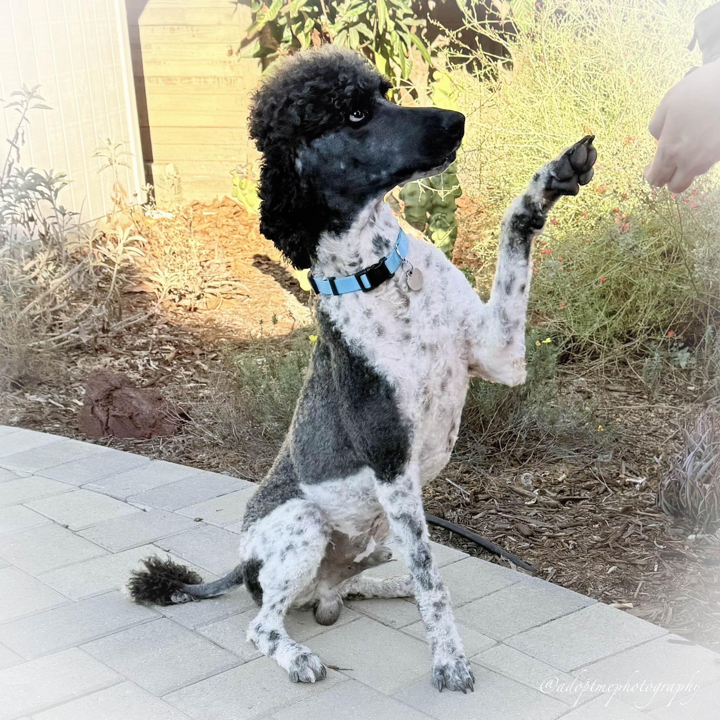 Brandon, a Adoptable Standard Poodle in Torrance, CA image 3/5