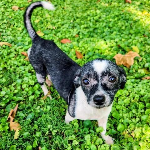 Armadillo, adopted, Adult Female Chihuahua.