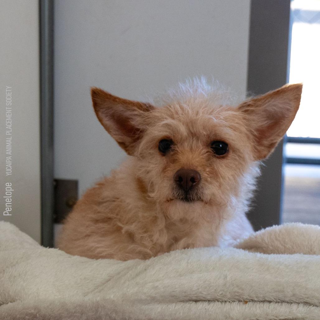 Enlarge Penelope, a Adoptable Terrier in Yucaipa, CA image 2/2