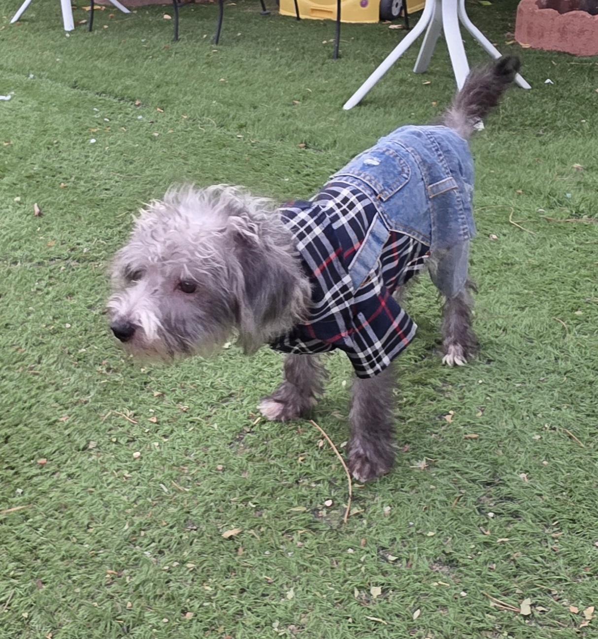 Enlarge Dick, a Adoptable Schnoodle in Fallbrook, CA image 2/6
