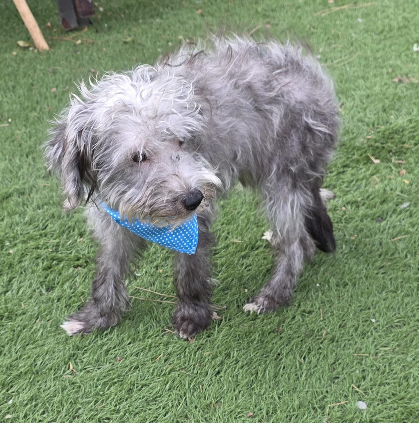Enlarge Dick, a Adoptable Schnoodle in Fallbrook, CA image 3/6
