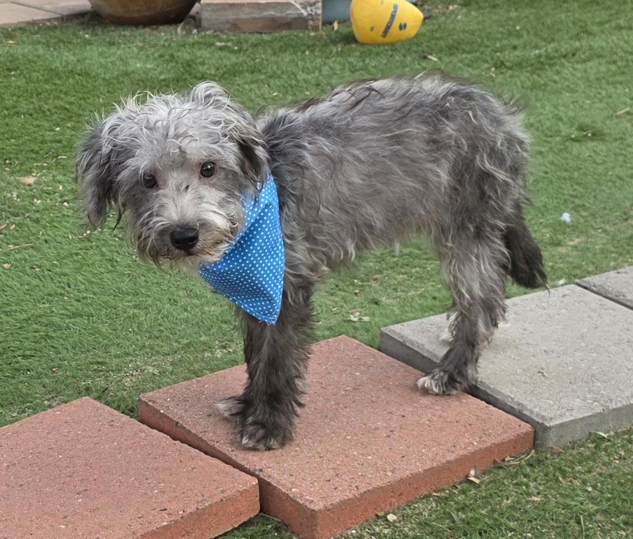 Enlarge Dick, a Adoptable Schnoodle in Fallbrook, CA image 5/6
