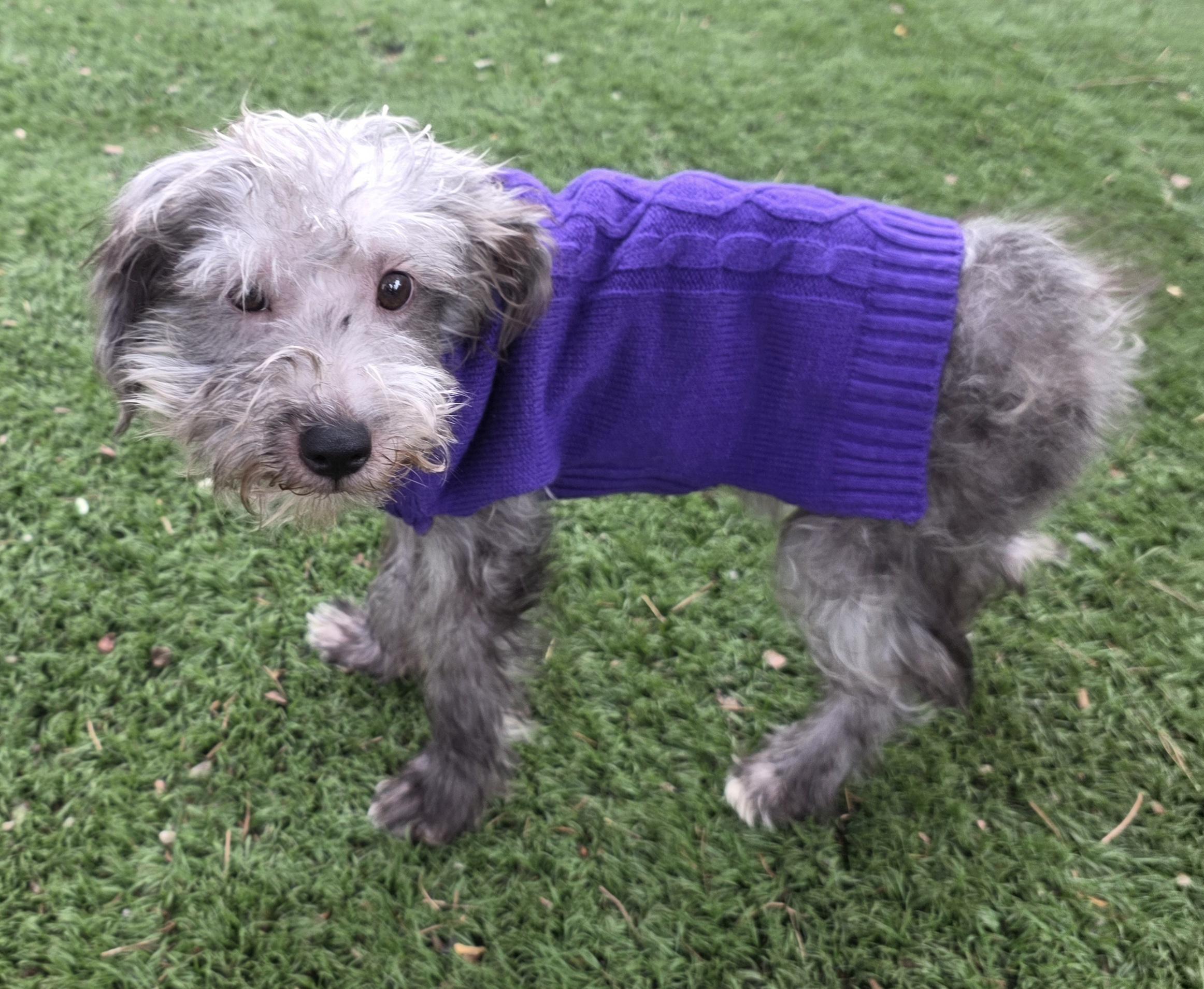 Enlarge Dick, a Adoptable Schnoodle in Fallbrook, CA image 4/6