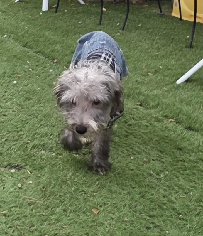 Enlarge Dick, a Adoptable Schnoodle in Fallbrook, CA image 6/6