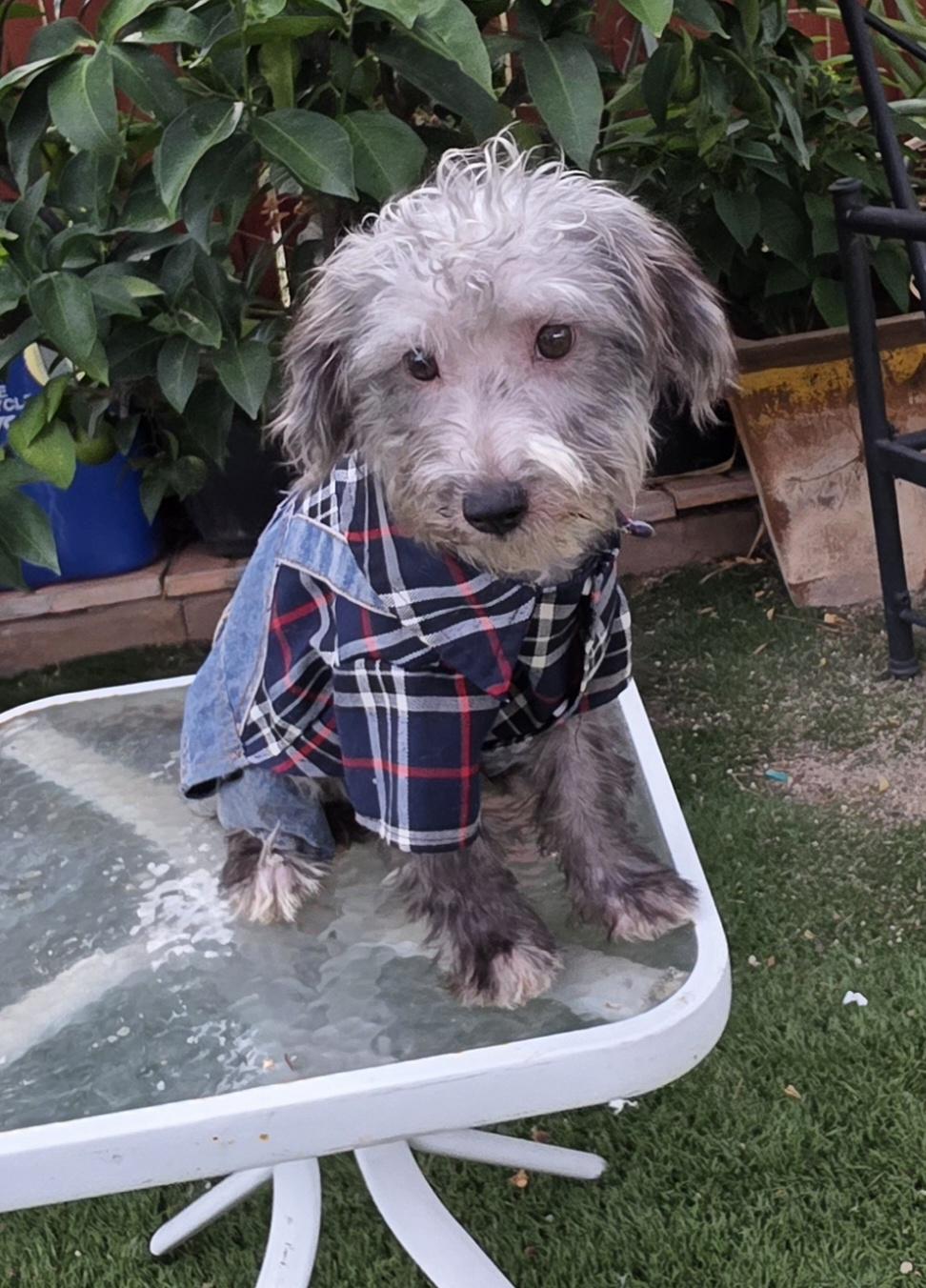 Dick, Adoptable, Young Male Schnoodle.