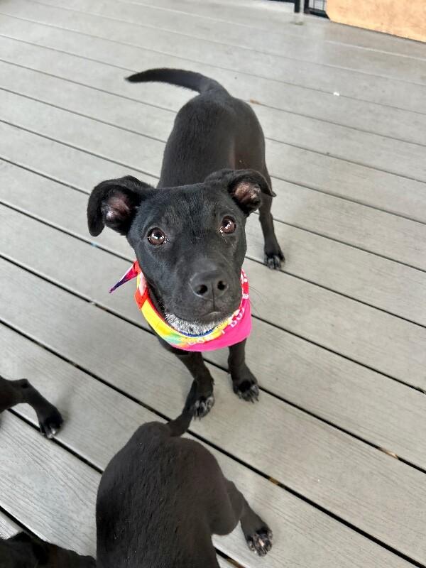 Petunia Flower — thumbnail 3