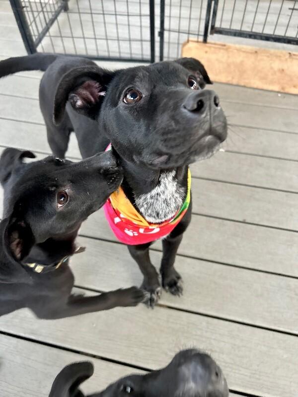 Petunia Flower — thumbnail 5