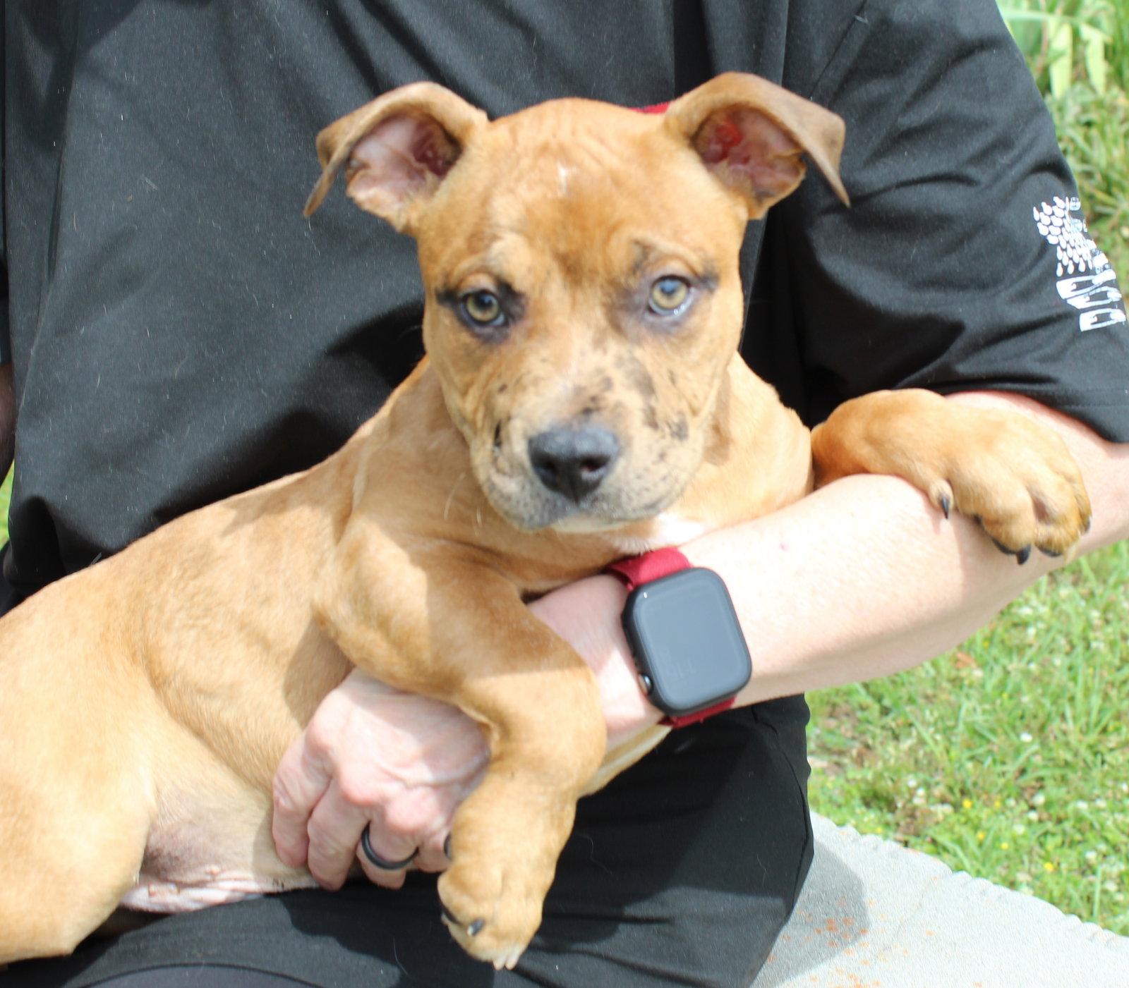 Munch 43355, Adopted, Puppy Male American Bulldog.