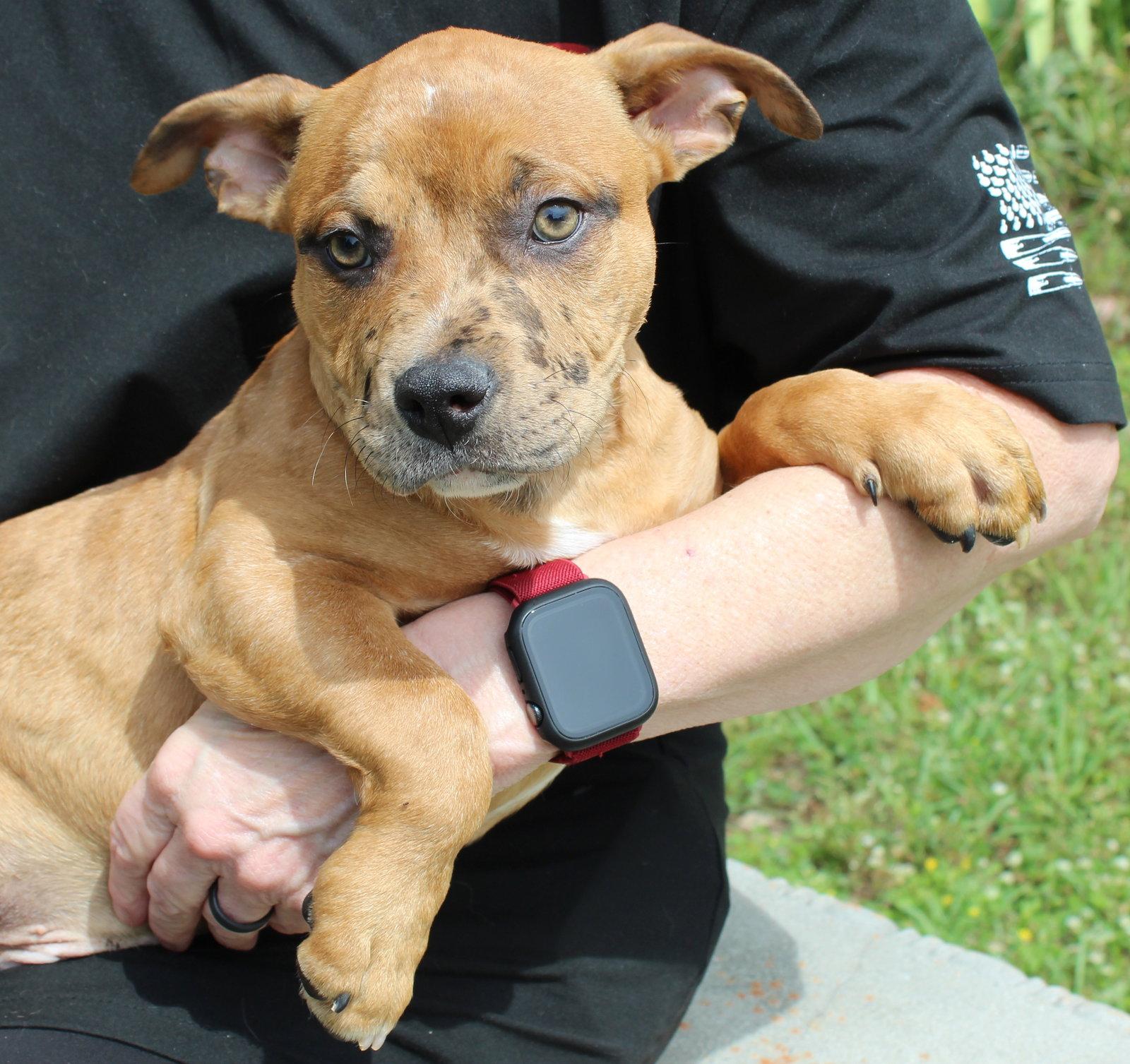 Enlarge Munch 43355, a Adopted American Bulldog in Prattville, AL image 2/3