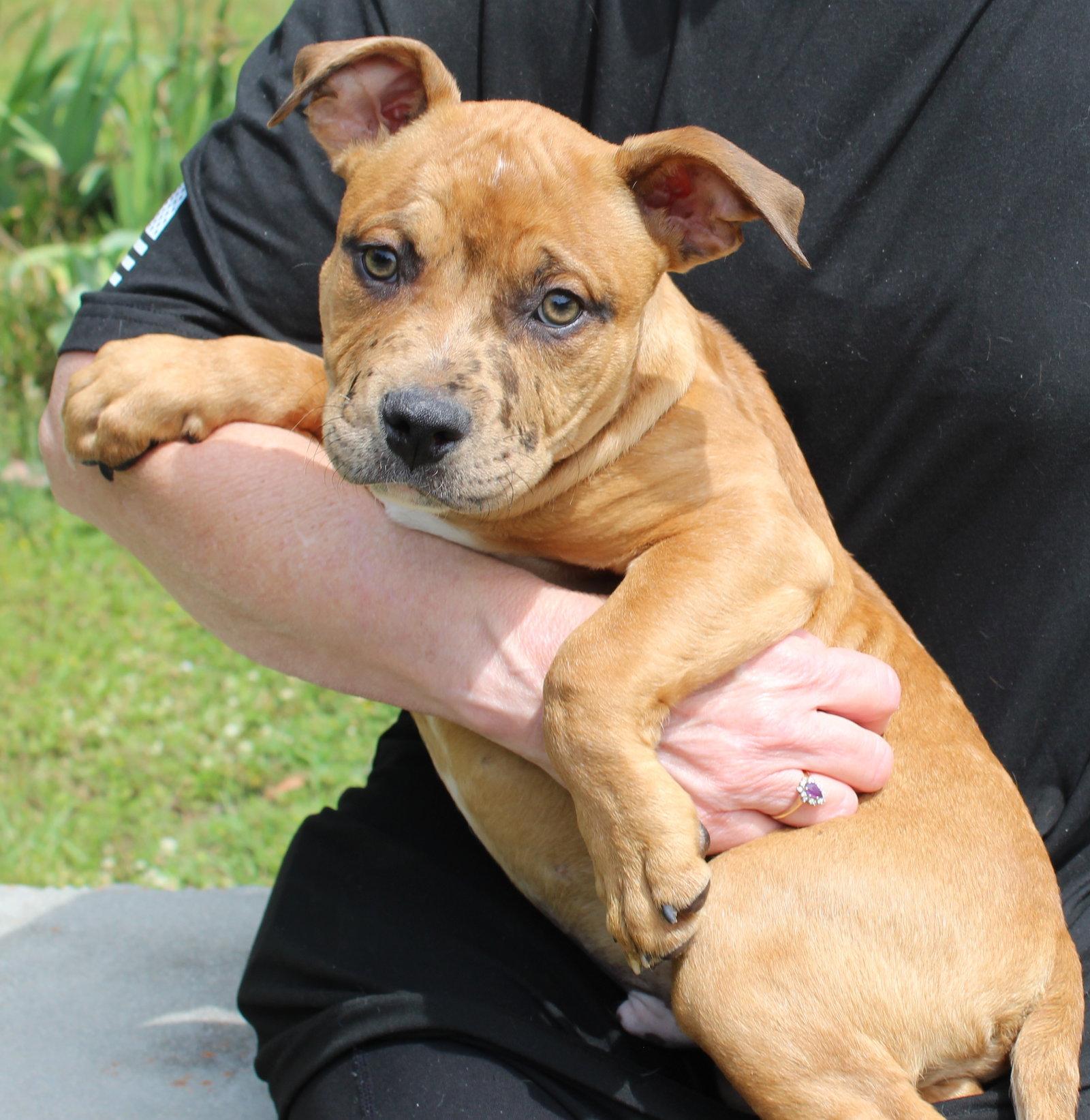Enlarge Munch 43355, a Adopted American Bulldog in Prattville, AL image 3/3