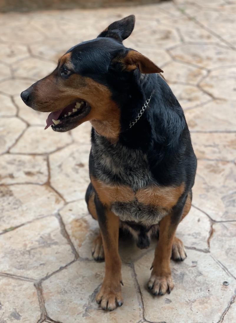 Tyson, Adoptable, Senior Male Australian Cattle Dog / Blue Heeler & Shepherd.