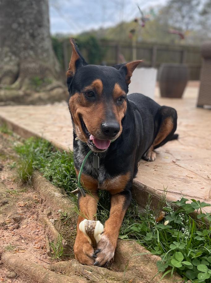 Enlarge Tyson, a Adoptable mixed breed in Decatur, GA image 2/3