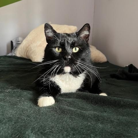 Mr. Cheeks, Adult Male Tuxedo