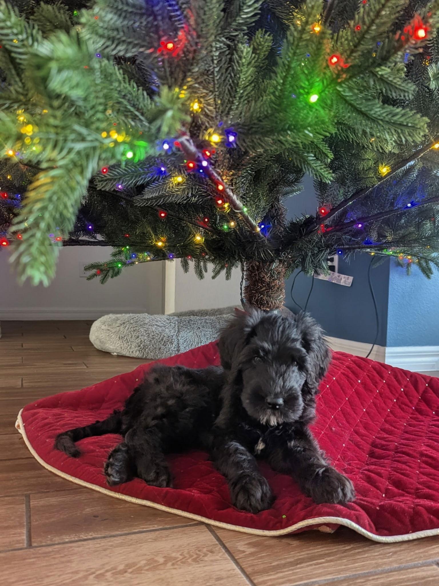 Poppy, Adopted, Puppy Female Old English Sheepdog & Black Russian Terrier.