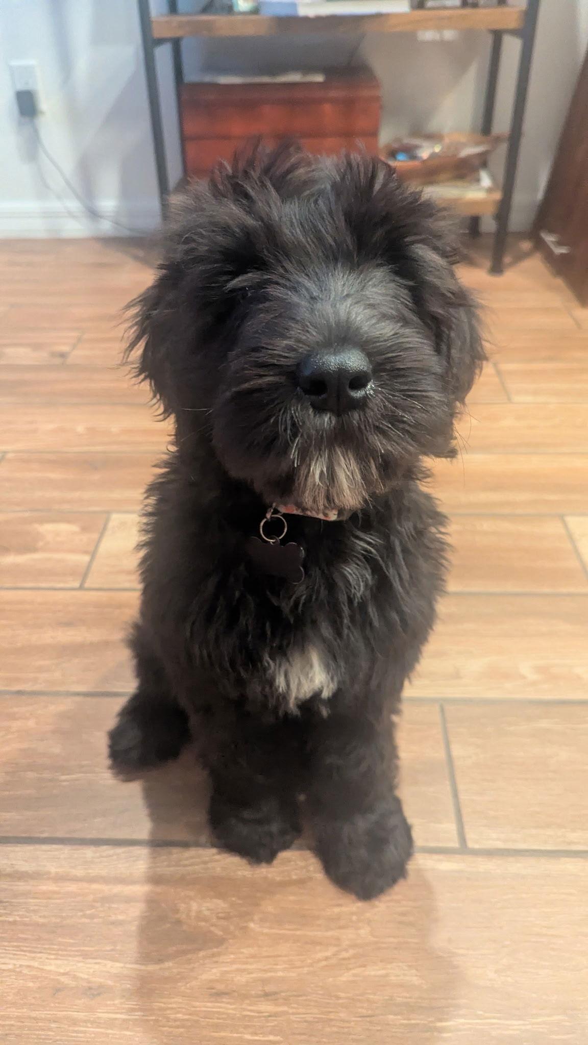 Poppy, a Adopted mixed breed in Orlando, FL image 2/3