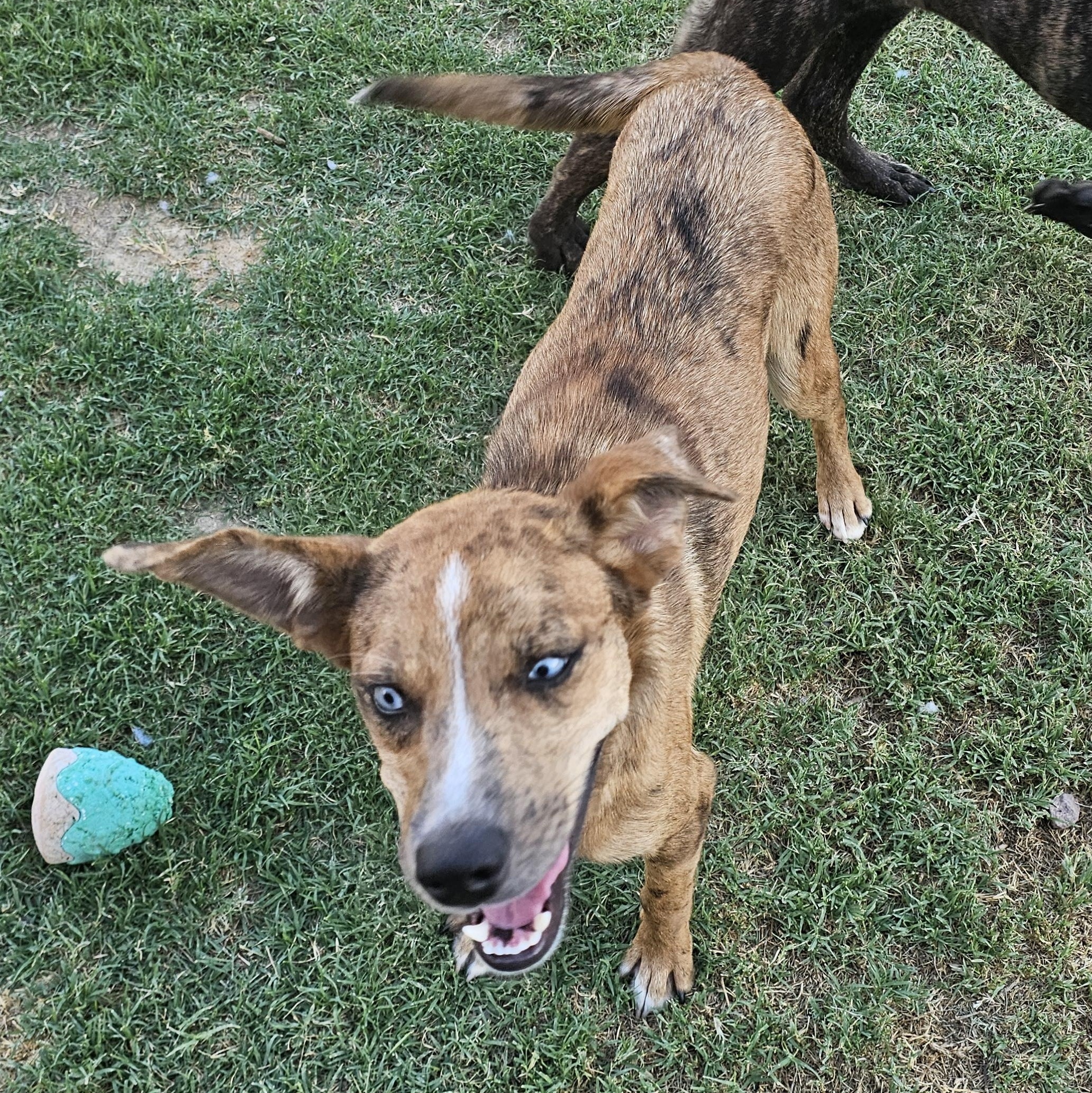 Enlarge Elsa, a Adopted mixed breed in Buckeye, AZ image 2/6