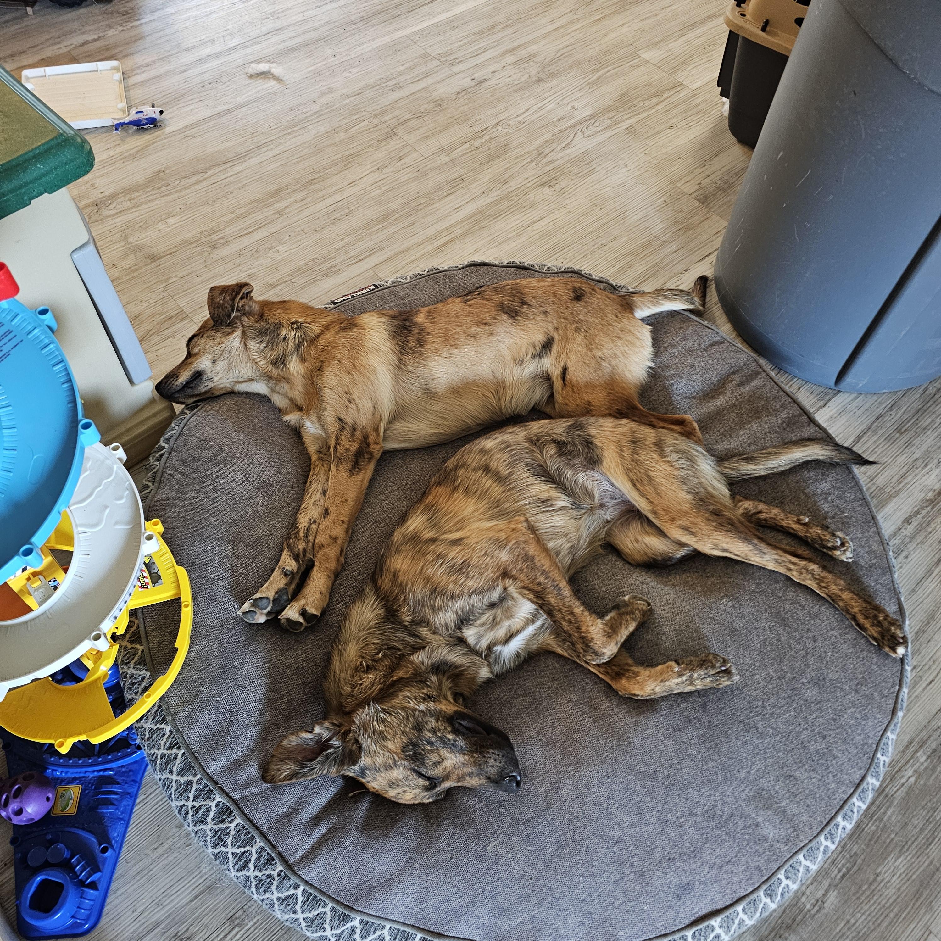 Enlarge Elsa, a Adopted mixed breed in Buckeye, AZ image 3/6