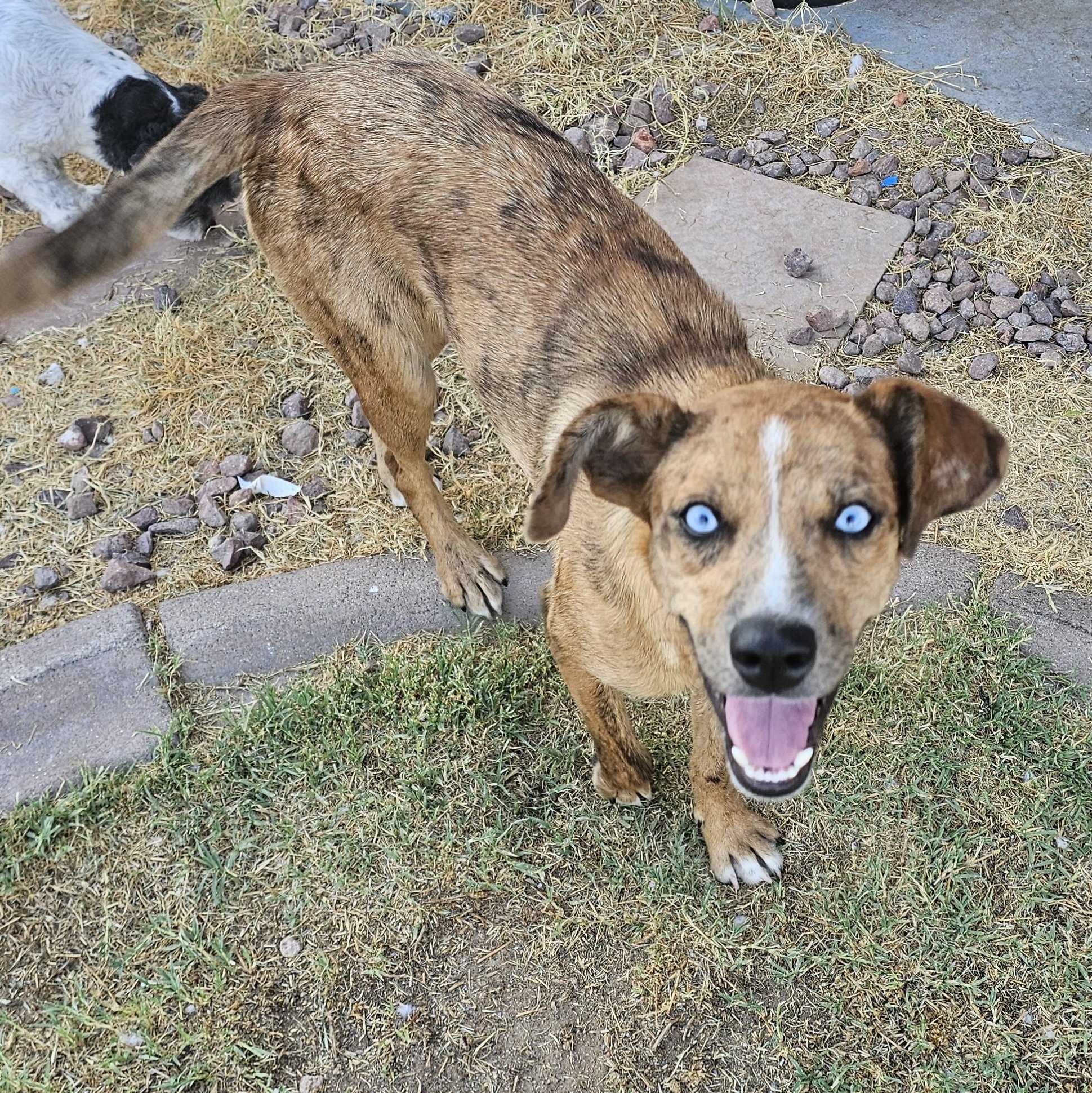 Enlarge Elsa, a Adopted mixed breed in Buckeye, AZ image 1/6