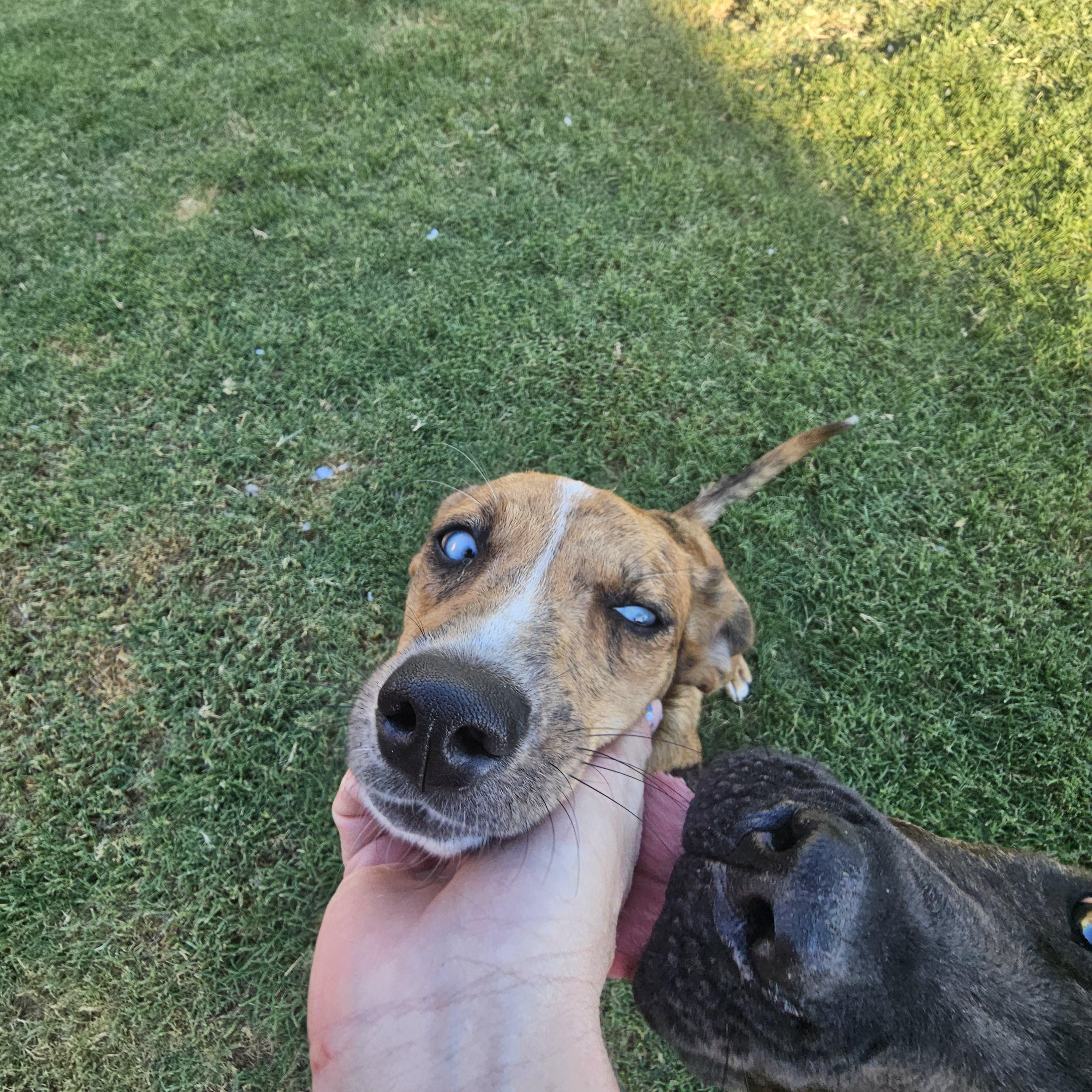 Enlarge Elsa, a Adopted mixed breed in Buckeye, AZ image 4/6