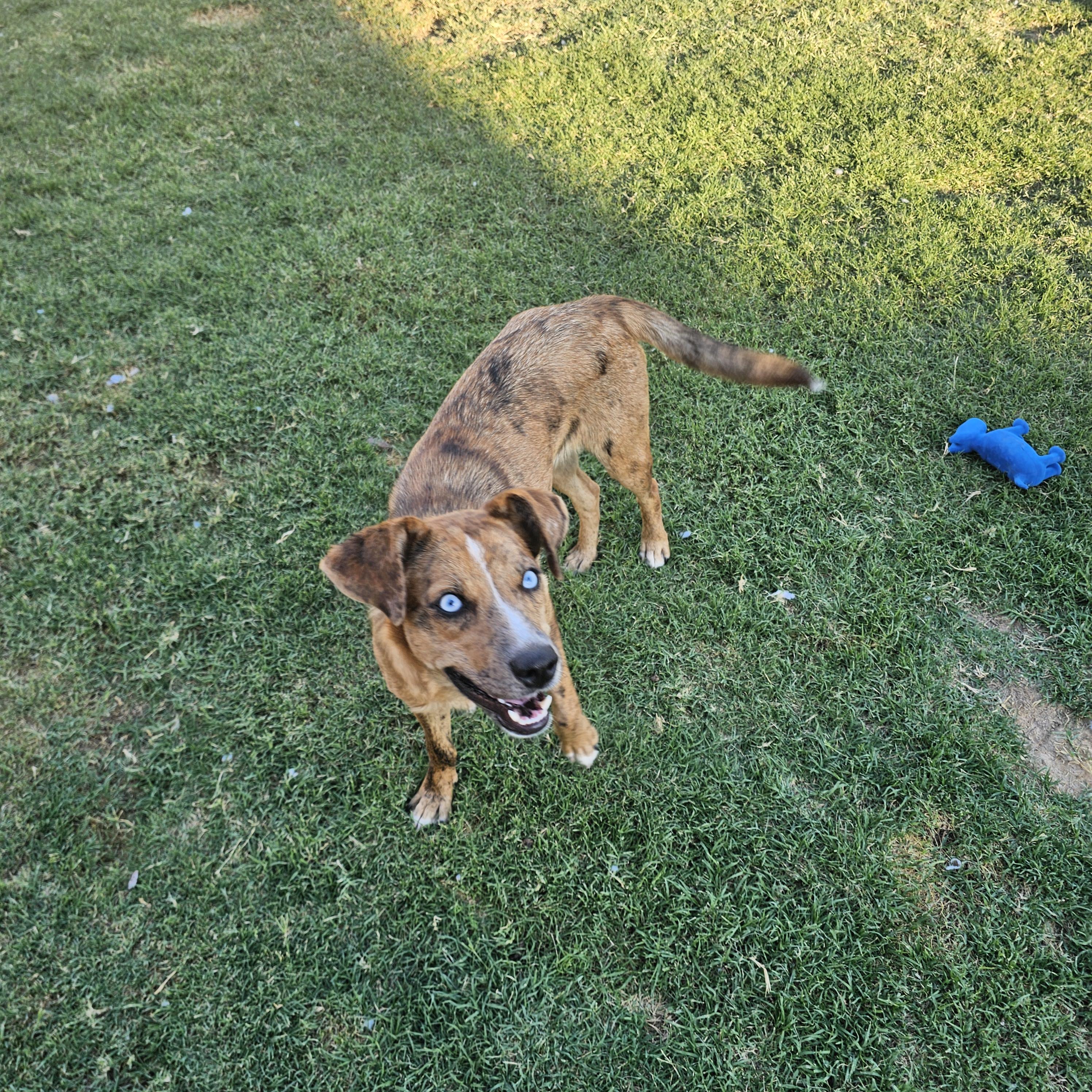 Enlarge Elsa, a Adopted mixed breed in Buckeye, AZ image 6/6