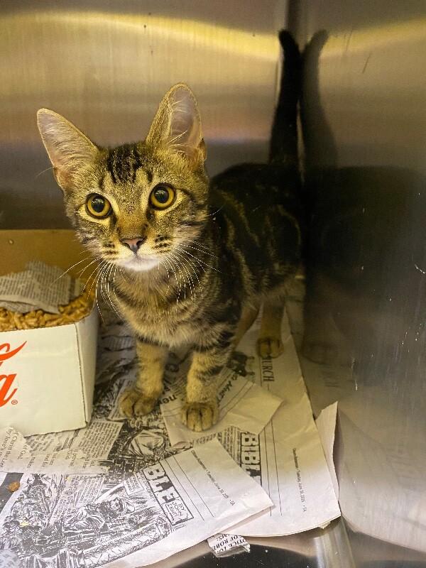Mancala, Adoptable, Young Male Domestic Short Hair.