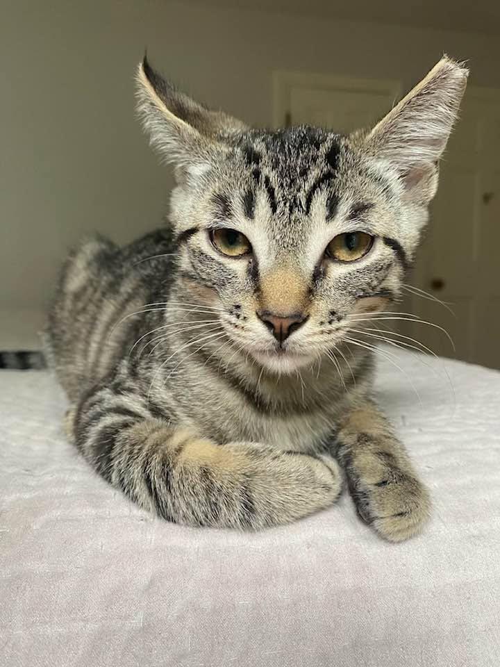 Ricky, a ADOPTABLE Domestic Short Hair in Cleveland, OH image 3/5