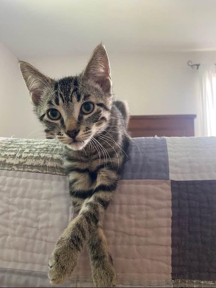 Ricky, a ADOPTABLE Domestic Short Hair in Cleveland, OH image 2/5