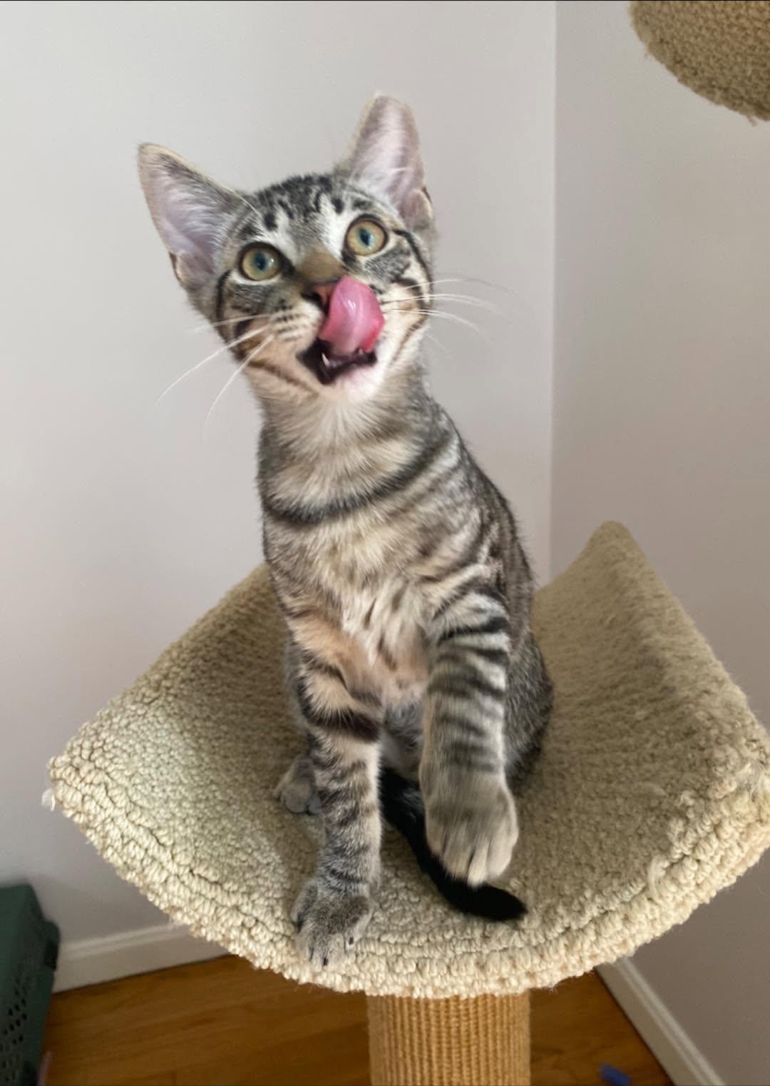 Ricky, a ADOPTABLE Domestic Short Hair in Cleveland, OH image 5/5