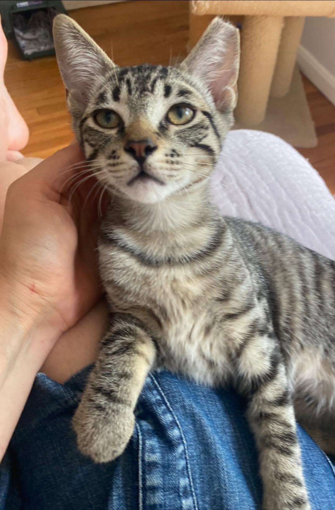 Ricky, a ADOPTABLE Domestic Short Hair in Cleveland, OH image 4/5