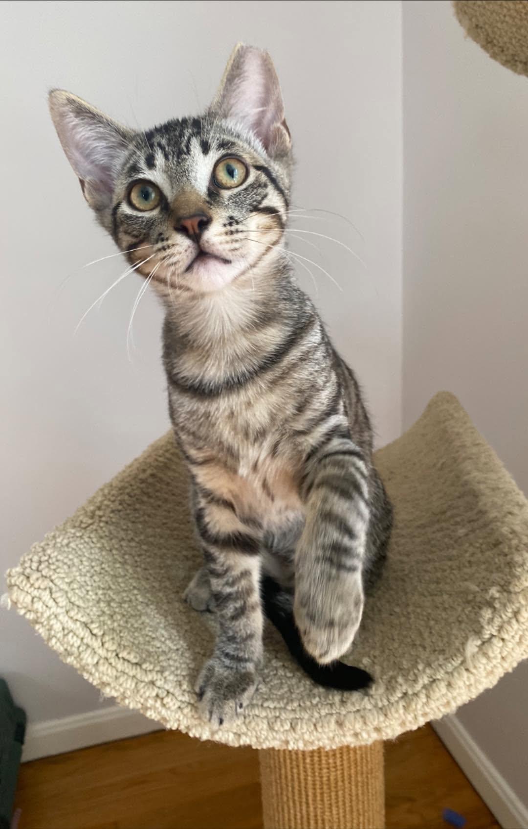 Ricky, ADOPTABLE, Kitten Male Domestic Short Hair.