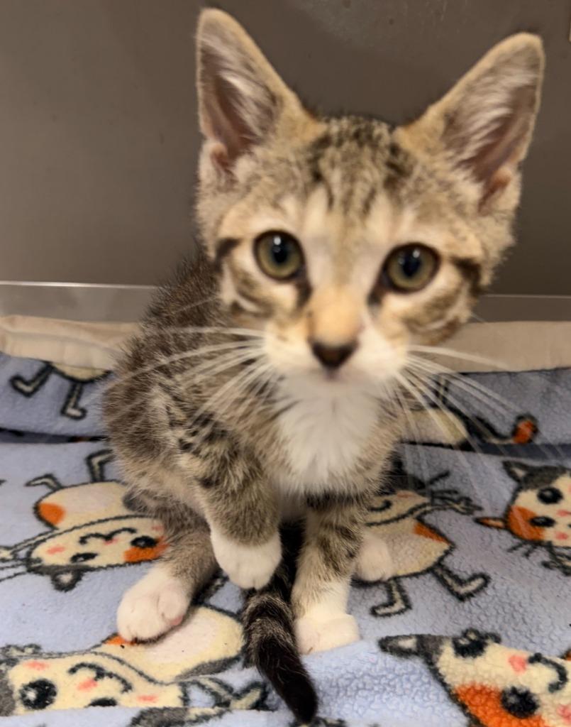 Dean * IN FOSTER *, Adoptable, Kitten Male Domestic Short Hair.