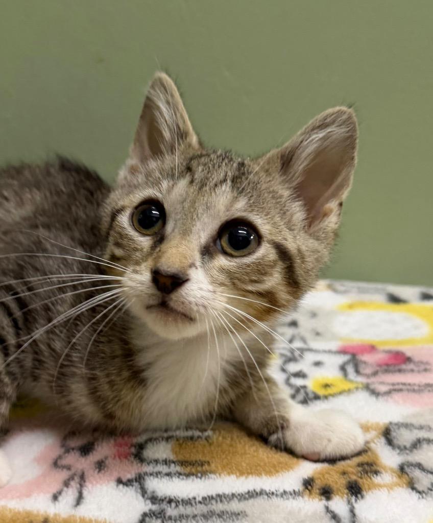 Enlarge Dean * IN FOSTER *, a Adoptable mixed breed in South Bend, IN image 2/2