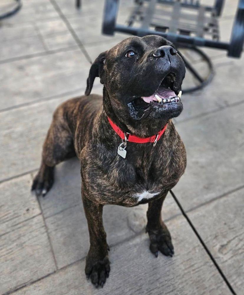 Betty - FOSTER NEEDED, a ADOPTABLE Bullmastiff in Barrington, IL image 3/6