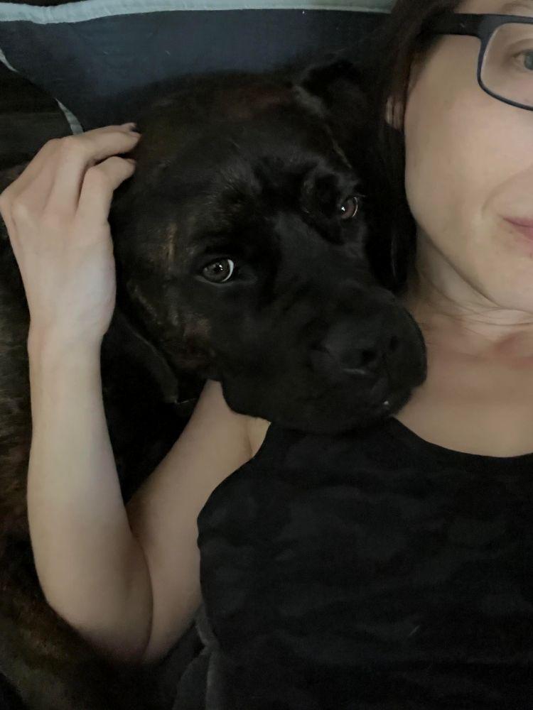 Betty, a ADOPTABLE Bullmastiff in Barrington, IL image 5/6