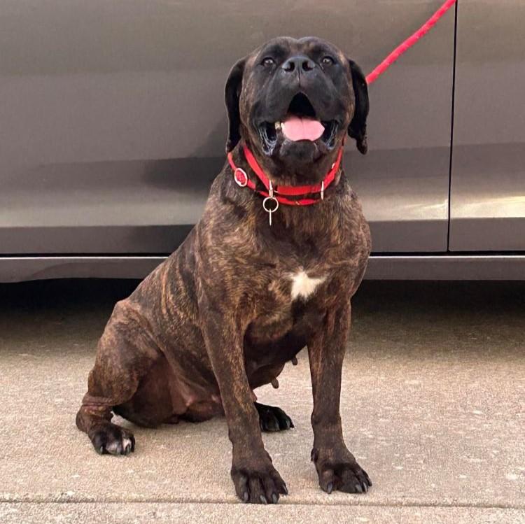 Betty - FOSTER NEEDED, a ADOPTABLE Bullmastiff in Barrington, IL image 1/6
