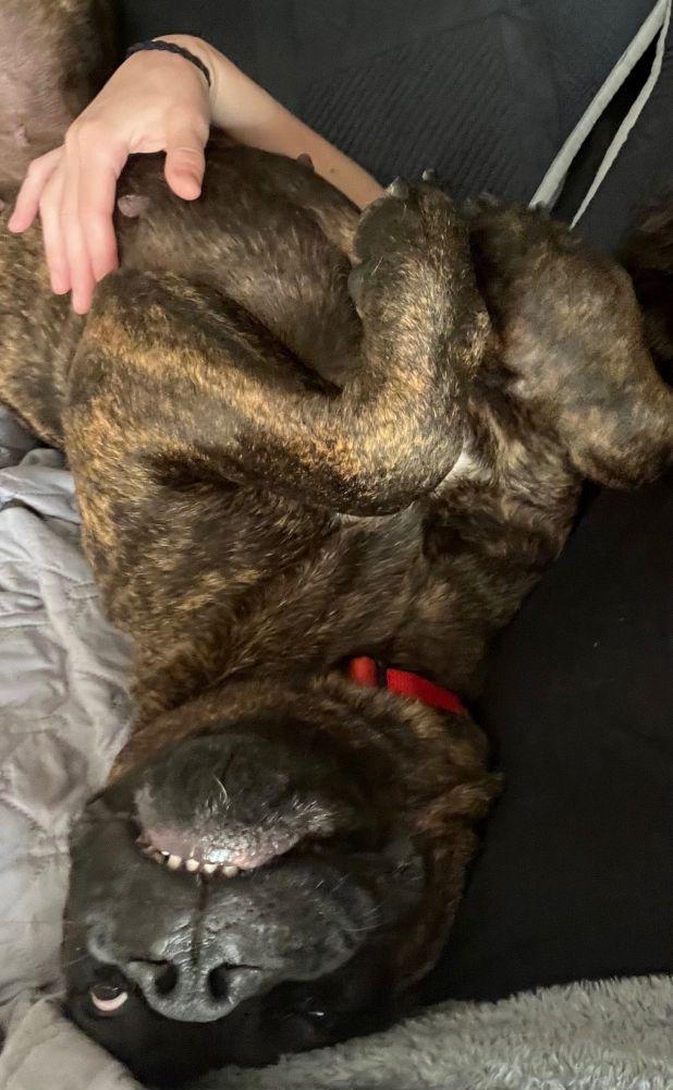 Betty, a ADOPTABLE Bullmastiff in Barrington, IL image 2/6