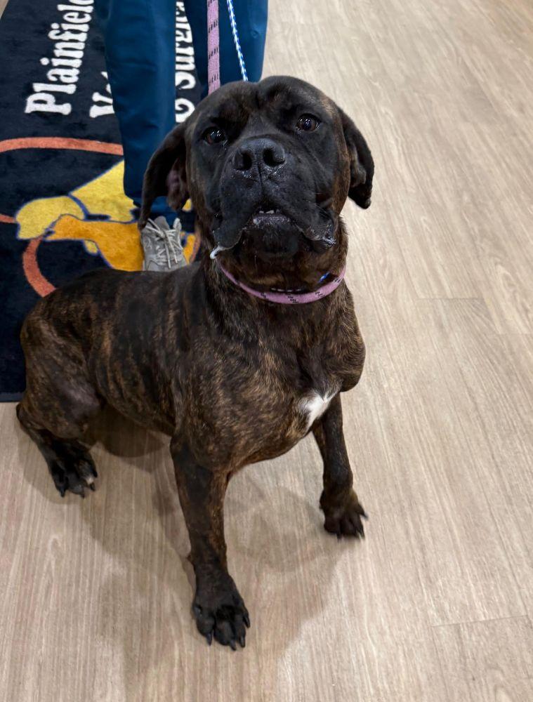 Enlarge Betty - FOSTER NEEDED, a ADOPTABLE Bullmastiff in Barrington, IL image 1/2