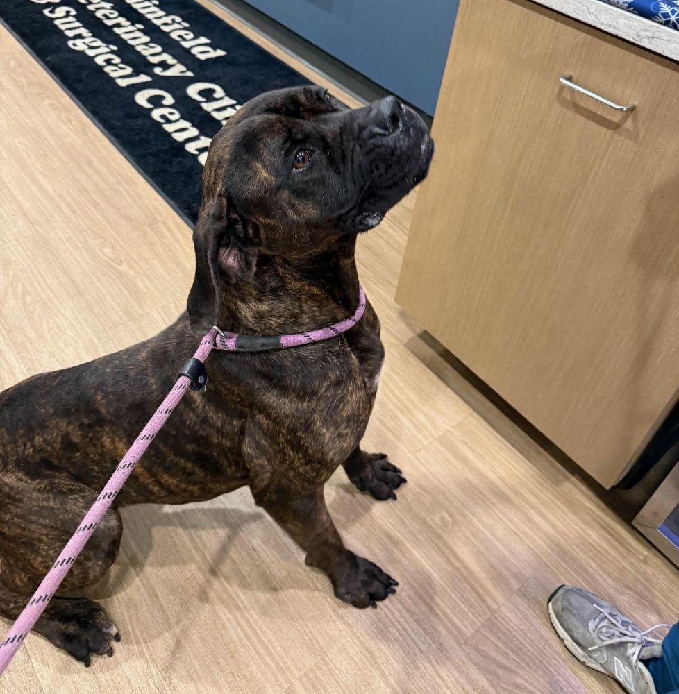 Enlarge Betty - FOSTER NEEDED, a ADOPTABLE Bullmastiff in Barrington, IL image 2/2