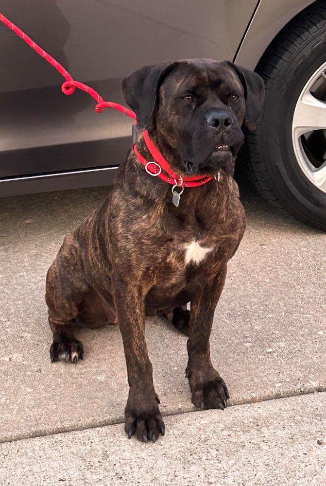 Betty - FOSTER NEEDED, a ADOPTABLE Bullmastiff in Barrington, IL image 2/6