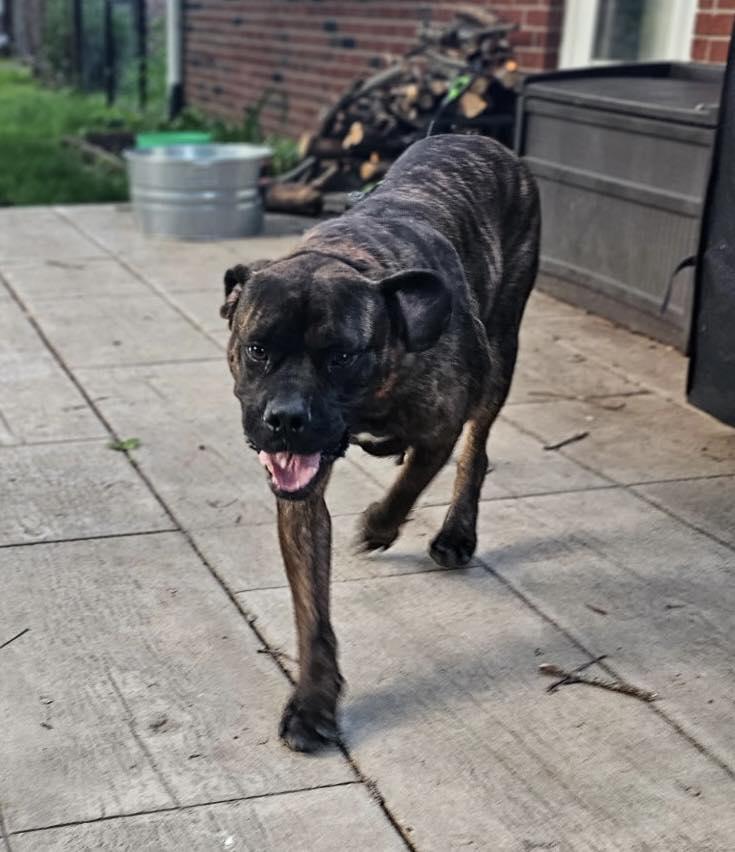 Betty - FOSTER NEEDED, a ADOPTABLE Bullmastiff in Barrington, IL image 4/6