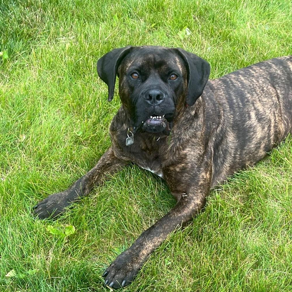 Betty, ADOPTABLE, Adult Female Bullmastiff.