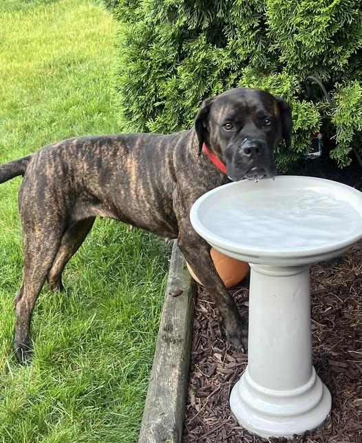 Betty, a ADOPTABLE Bullmastiff in Barrington, IL image 1/6