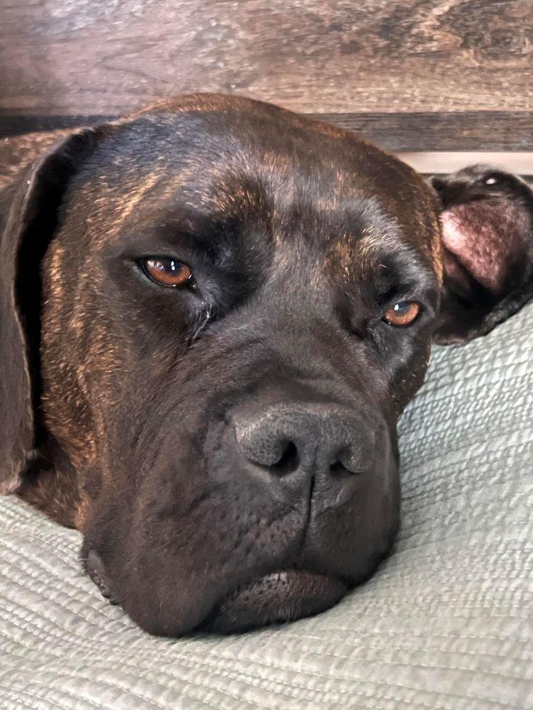 Betty, a ADOPTABLE Bullmastiff in Barrington, IL image 6/6