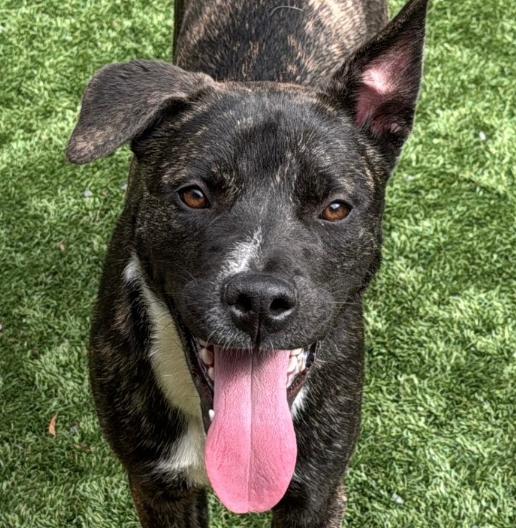 Looking for a Foster or a forever home 2