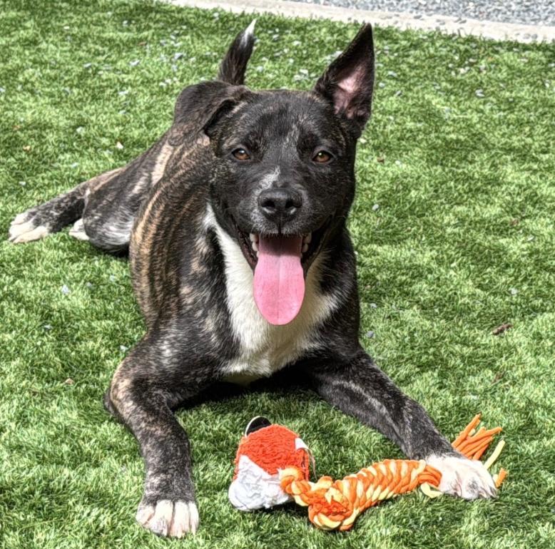 Looking for a Foster or a forever home