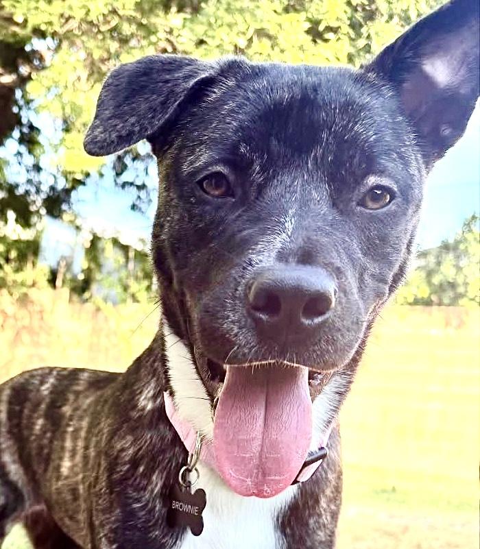 Looking for a Foster or a forever home